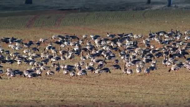 Velké Hejno Hus Běločelých Zimním Pšeničném Poli Během Jarní Migrace — Stock video