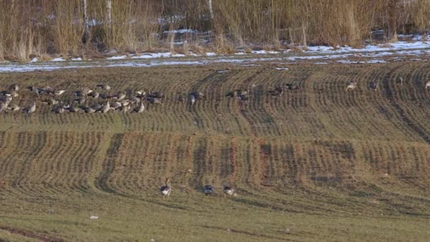 Stor Flock Vita Gäss Albifroner Höstvetefält Vårflyttningen — Stockvideo