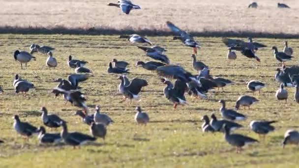 Large Flock White Fronted Geese Albifrons Winter Wheat Field Spring — Video Stock
