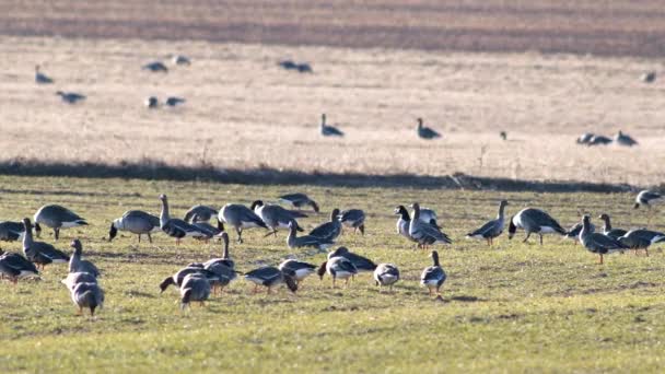 Stor Flock Vita Gäss Albifroner Höstvetefält Vårflyttningen — Stockvideo