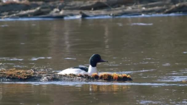 Common Merganser Male Swimming River Diving — Stock video