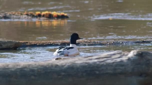 Common Merganser Laki Laki Berenang Sungai Dan Menyelam — Stok Video