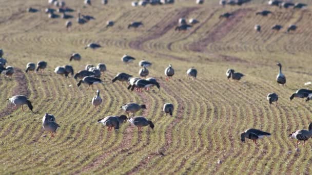 Bahar Göçü Sırasında Buğday Tarlasında Beyaz Önlü Kaz Sürüsü — Stok video