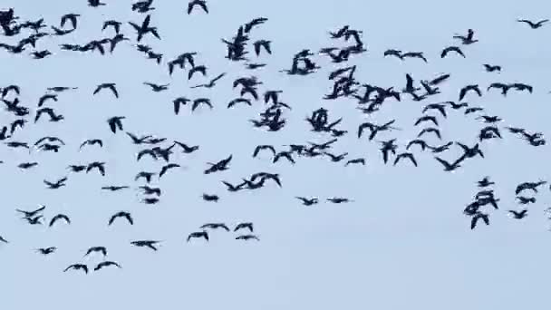 春运期间 大群白鹅在冬小麦田里觅食 — 图库视频影像