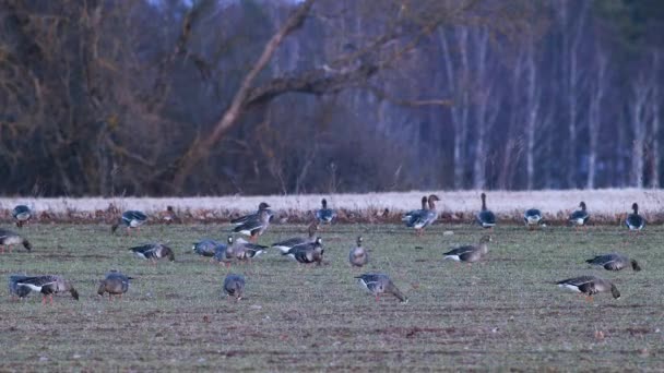Large Flock White Fronted Geese Albifrons Winter Wheat Field Spring — Vídeo de Stock