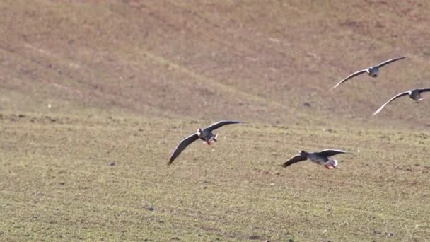 A large flock of white-fronted geese albifrons  on winter  wheat field during spring migration