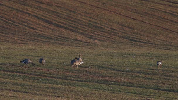 Stor Flock Vita Gäss Albifroner Höstvetefält Vårflyttningen — Stockvideo