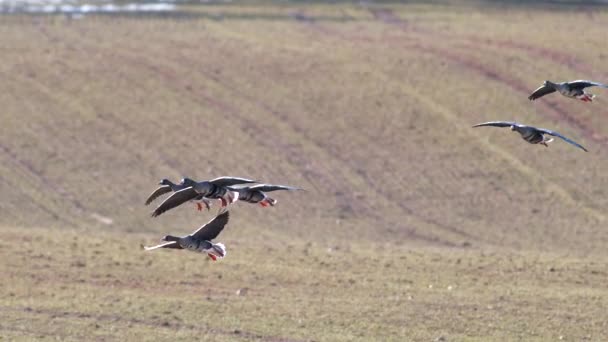 Large Flock White Fronted Geese Albifrons Winter Wheat Field Spring — Vídeo de stock