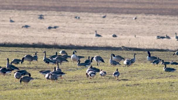 Grand Troupeau Oies Blanches Albifrons Sur Champ Blé Hiver Pendant — Video