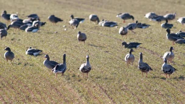 Stor Flock Vita Gäss Albifroner Höstvetefält Vårflyttningen — Stockvideo