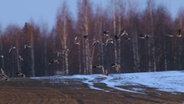 Large Flock White Fronted Geese Albifrons Winter Wheat Field Spring — Vídeo de Stock