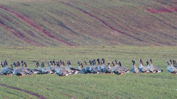 A large flock of white-fronted geese albifrons  on winter  wheat field during spring migration