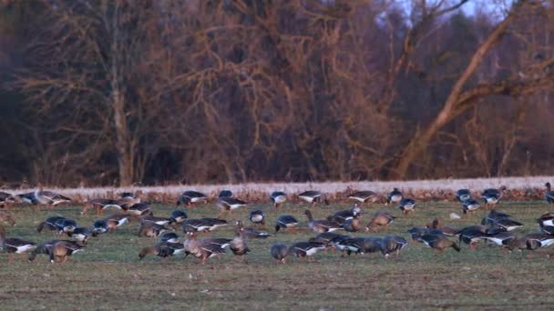 Large Flock White Fronted Geese Albifrons Winter Wheat Field Spring — Video