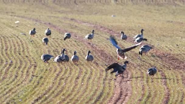 春运期间 大群白鹅在冬小麦田里觅食 — 图库视频影像