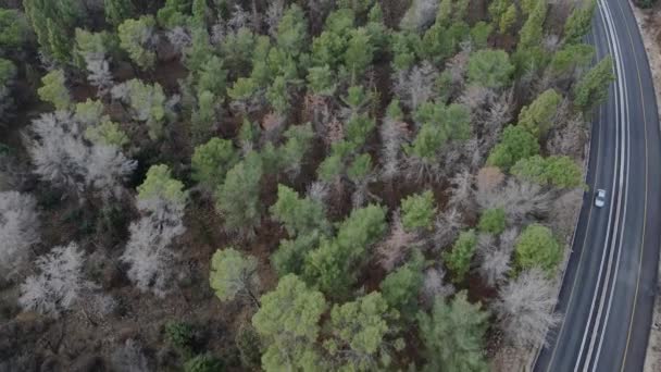 Eski Iki Şerit Üzerinde Uçan Hava Manzarası Iki Şeritli Orman — Stok video