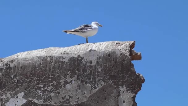 Gaviotas Essaouira Marruecos Volando Cielo Sentadas Sobre Una Construcción Metálica — Vídeos de Stock