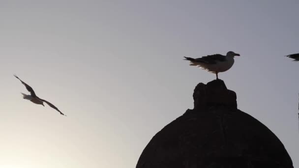 Mewy Lecące Nad Plażą Essaouira Maroku Słoneczną Pogodę Zmierzchu — Wideo stockowe