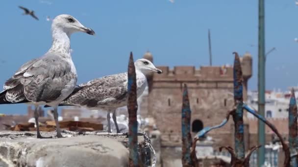 Hboの番組Essaouira モロッコのカモメとEssaouiraのカスバ玉座のゲームが撮影されました — ストック動画