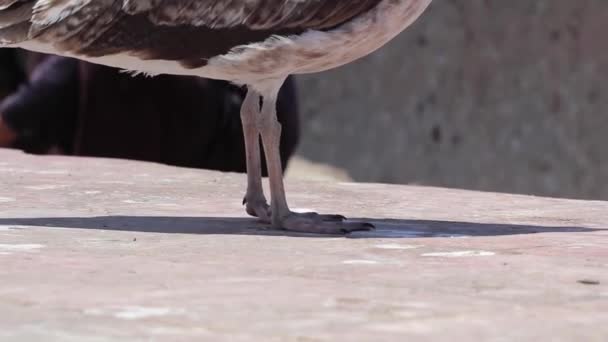 Las Patas Gaviota Essaouira Marruecos — Vídeo de stock