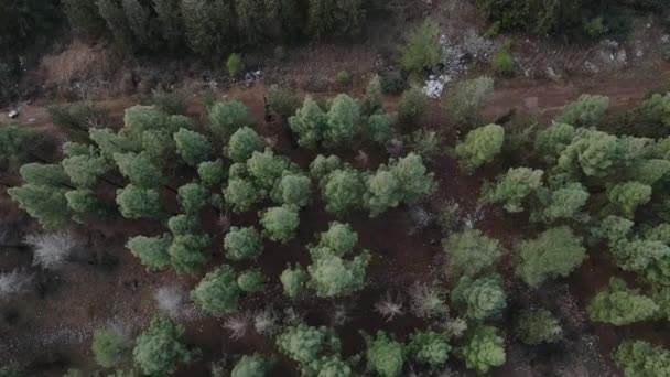 Top View Autumn Forest Israel Katzir Fall Woodland Aerial Shot — Video Stock