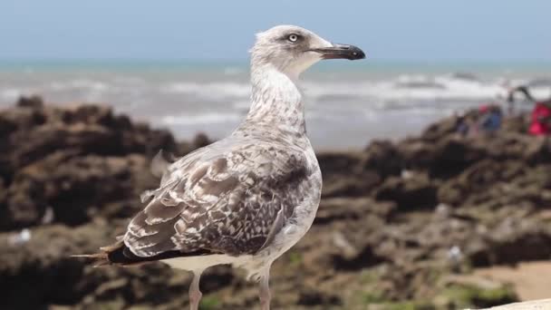 Seagull Essaouira Morocco Walking Beach Close — Stock Video