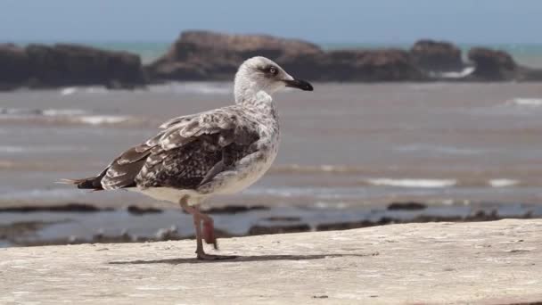 Seagull Walking Corniche Essaouira Morocco Beach — Stock Video
