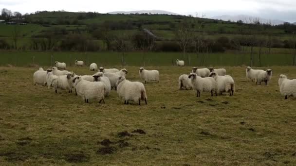 バスク地方のラツカの羊の群れは — ストック動画