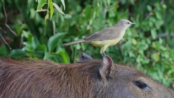 Liten Söt Boskap Tyrann Machetornis Rixosa Avfyras Huvudet Vild Capybara — Stockvideo