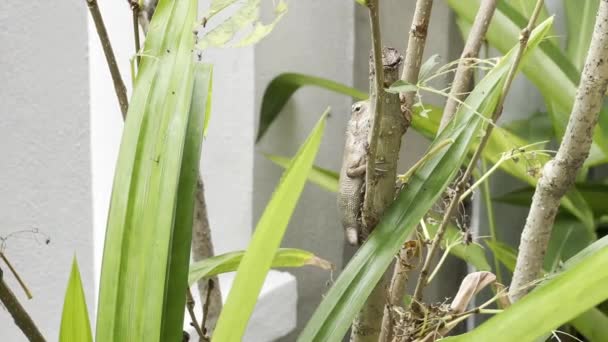 慢镜头捕捉到了变色龙东方花园蜥蜴的伪装大师 土拨鼠躲在自家花园绿叶环绕的树枝上 — 图库视频影像