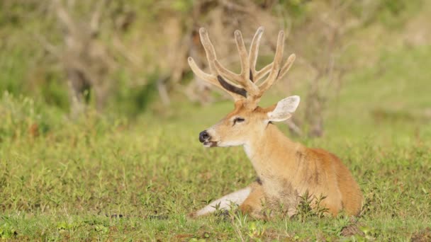 Wild Mammal Large Adult Marsh Deer Blastocerus Dichotomus Sitting Ground — Vídeo de Stock