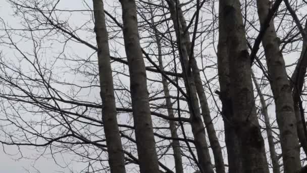 Árboles Movimiento Lento Bosque Inglés Contra Cielo Gris — Vídeos de Stock