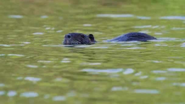 Wildlife Natural Habitat Wild Aquatic Nutria Myocastor Coypus Floating Wavy — Vídeo de Stock