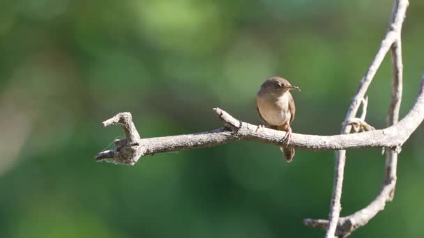 Litet Hus Wren Sittande Bladlös Trädgren Ser Och Undrar Runt — Stockvideo