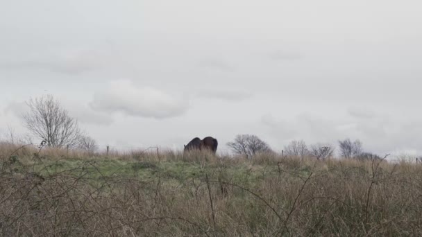 Een Enkel Bruin Paard Een Boerderij Veld Lancashire Engeland — Stockvideo