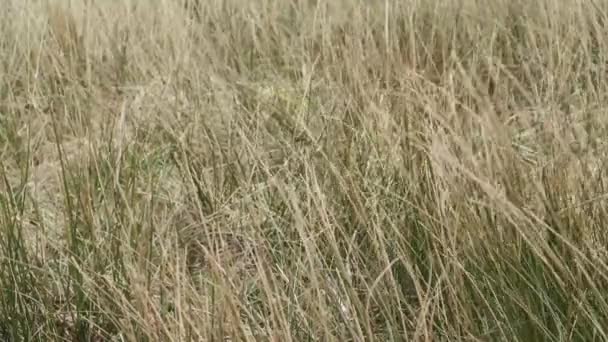 Close Long Sharp Grass Blowing English Countryside Field — Vídeo de Stock