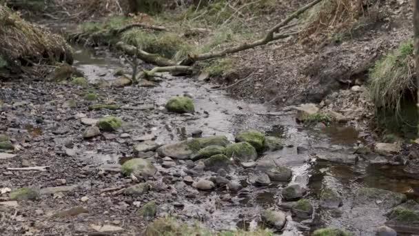 Ένα Μικρό Ρυάκι Νερού Που Διασχίζει Δασικές Εκτάσεις Αγγλικές Γεωργικές — Αρχείο Βίντεο