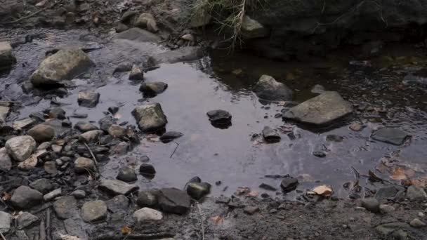 Small Stream Water Running Woodland English Farmland Lancashire — Vídeos de Stock