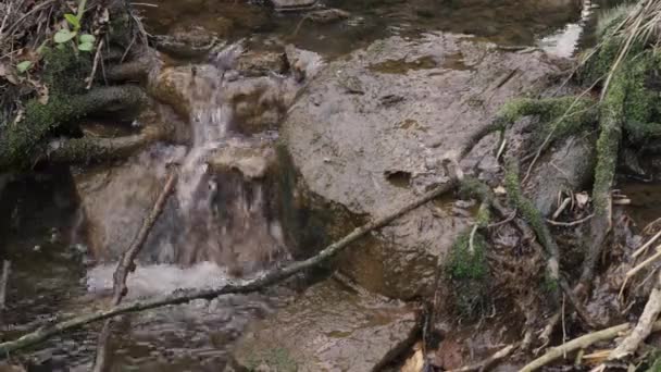 Malý Pramínek Vody Tekoucí Lesem Anglické Zemědělské Půdě Lancashire — Stock video