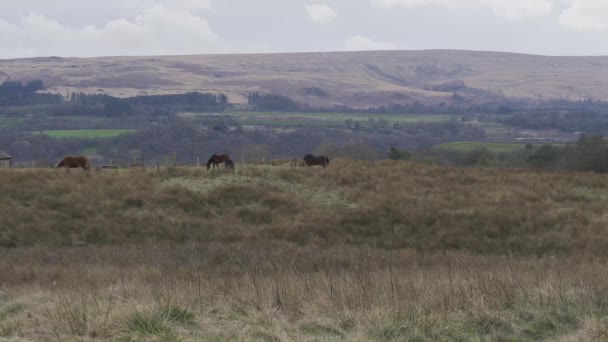 Grupo Caballos Campo Agrícola Lancashire Inglaterra — Vídeos de Stock