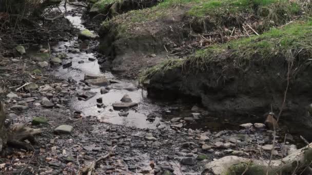 Small Stream Water Running Woodland English Farmland Lancashire — Vídeos de Stock