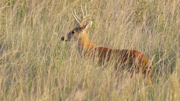 Spiritual Animal Marsh Deer Blastocerus Dichotomus Tawny Brown Fur Has — Stockvideo