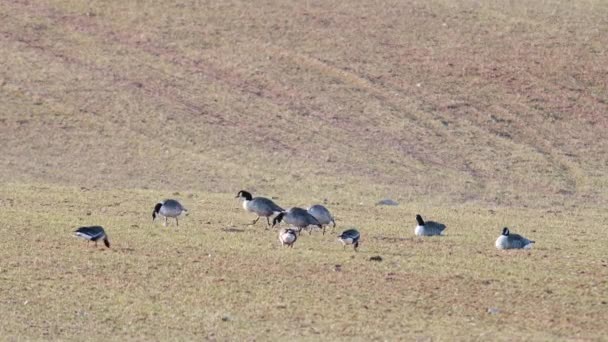 Small Flock Canada Goose Branta Canadiensis Winter Wheat Field Spring — ストック動画