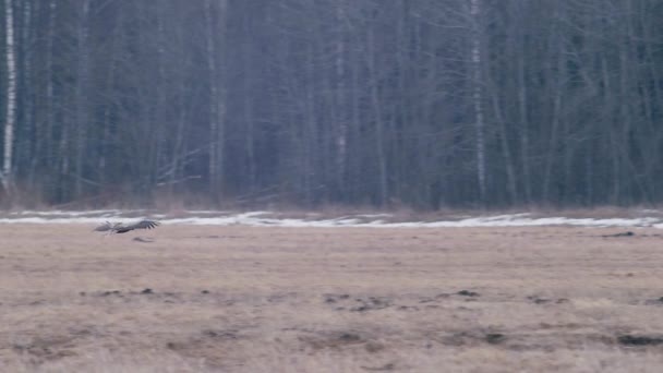 White Tailed Eagle Landing Dry Grass Meadow Spring — Stok video