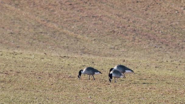 Kanada Kaz Sürüsü Branta Canadiensis Ilkbahar Göçünde Buğday Tarlasında — Stok video