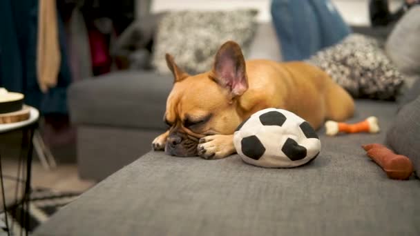 Śpiący Pies Leżący Kanapie Francuski Buldog Śpi Salonie Zabawkami — Wideo stockowe