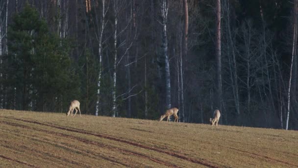 冬の小麦畑で何羽かのイクラの鹿の餌 — ストック動画