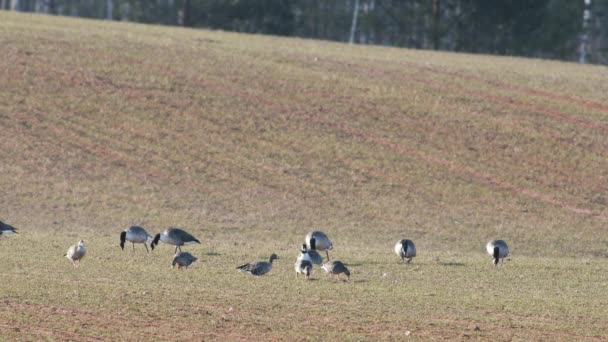 春の移行で冬の小麦畑にカナダのガチョウBranta Canadiensisの小さな群れ — ストック動画