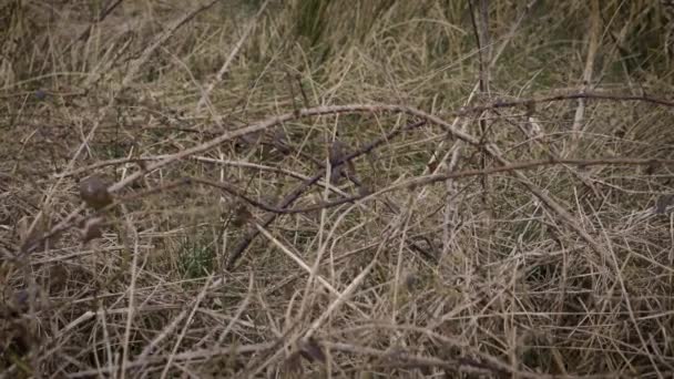 Close Thorns Weeds Czech Countryside Field — Stock video