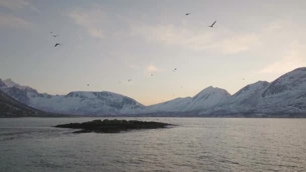 Flock Seagulls Flying Sunset Island Tromvik Kvaloya Norway Inglés Antena — Vídeo de stock