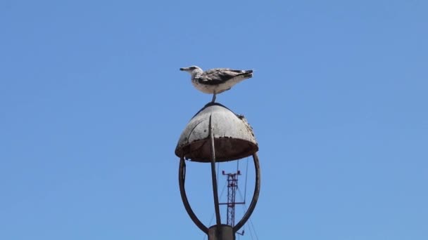 Seagulls Essaouira Morocco Flying Standing Street Lamp — Stockvideo
